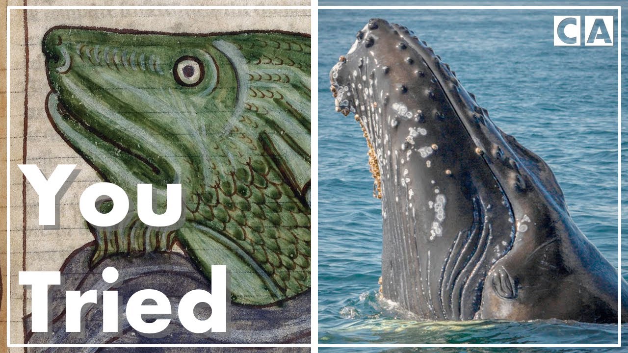 Why Animals Look So Strange in Medieval Manuscripts Why Animals Look So Strange in Medieval Manuscripts