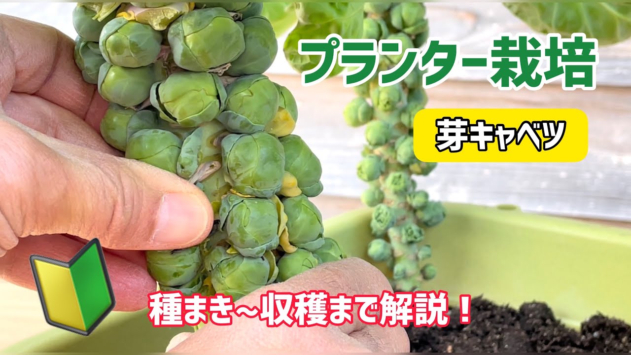 芽キャベツの揚げレシピ 芽キャベツの揚げレシピ