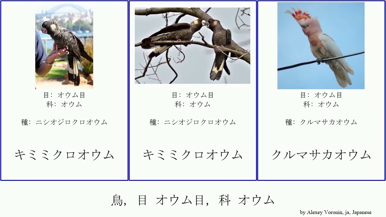 クロヤシオウム (ゴライアスオウム): 鳥の種のプロフィール クロヤシオウム (ゴライアスオウム): 鳥の種のプロフィール