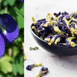 Resep Bunga Telang: Nikmati Manfaat Kesehatan dan Warna Alami Resep Bunga Telang: Nikmati Manfaat Kesehatan dan Warna Alami