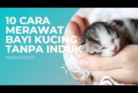 Panduan Lengkap Perawatan Anak Kucing: Memastikan Si Kecil Tumbuh Sehat dan Bahagia Panduan Lengkap Perawatan Anak Kucing: Memastikan Si Kecil Tumbuh Sehat dan Bahagia