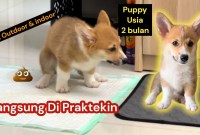 Panduan Lengkap Potty Training Anak Anjing: Sukses Tanpa Stres! Panduan Lengkap Potty Training Anak Anjing: Sukses Tanpa Stres!