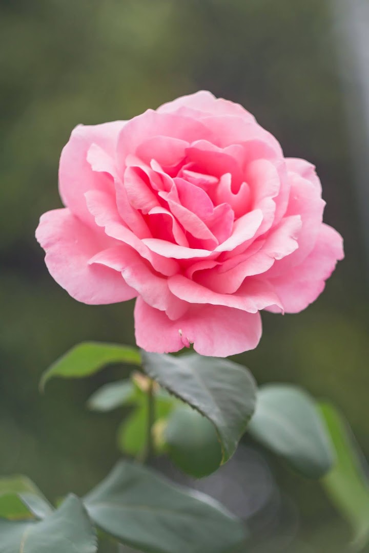 Thoughts and prayers for Jeffrey Allen Otto, class of 1979 on the passing of his wife Jeanne Louise (Barzilay) Otto Thoughts and prayers for Jeffrey Allen Otto, class of 1979 on the passing of his wife Jeanne Louise (Barzilay) Otto