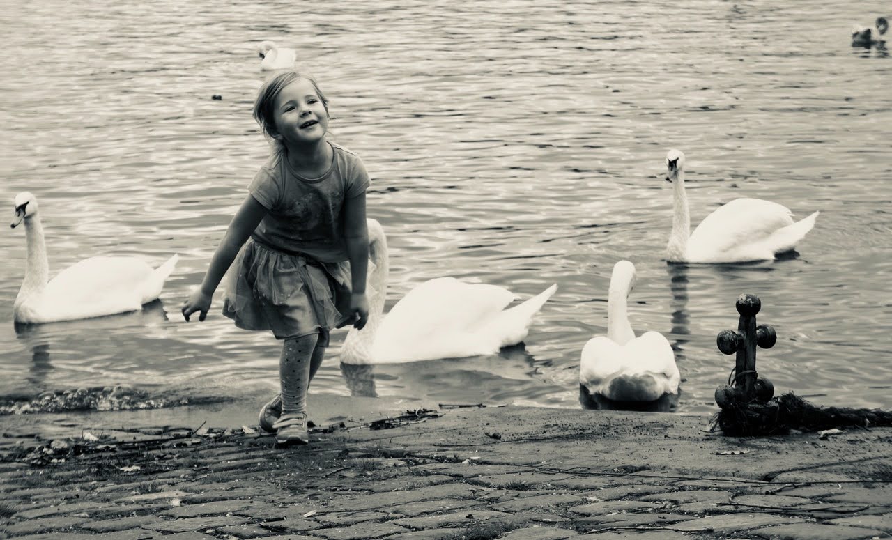 “Eulogy for a Mute Swan” by David Stang “Eulogy for a Mute Swan” by David Stang