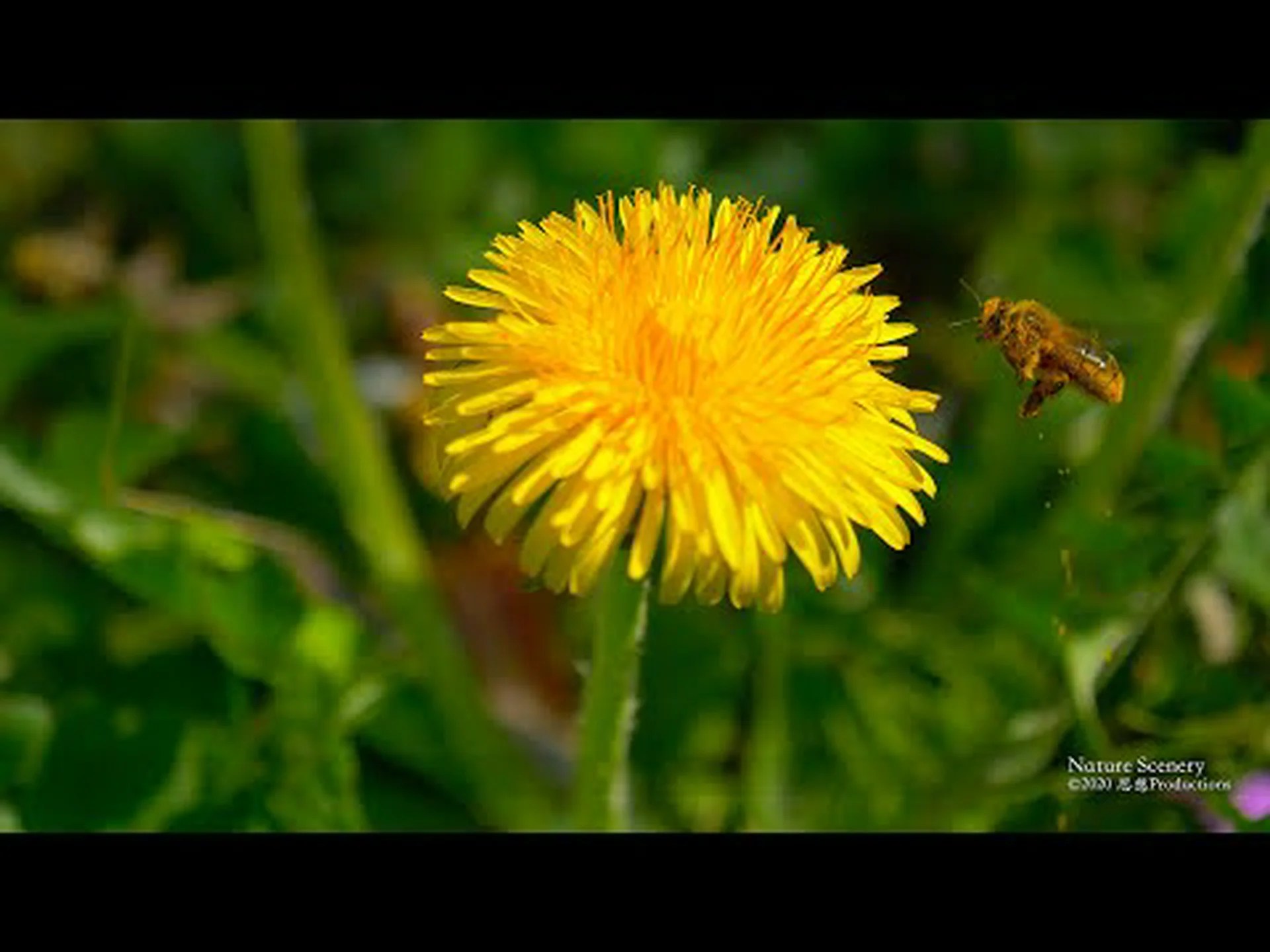 Taraxacum セクション Ruderaliaについて詳しく解説 Taraxacum セクション Ruderaliaについて詳しく解説