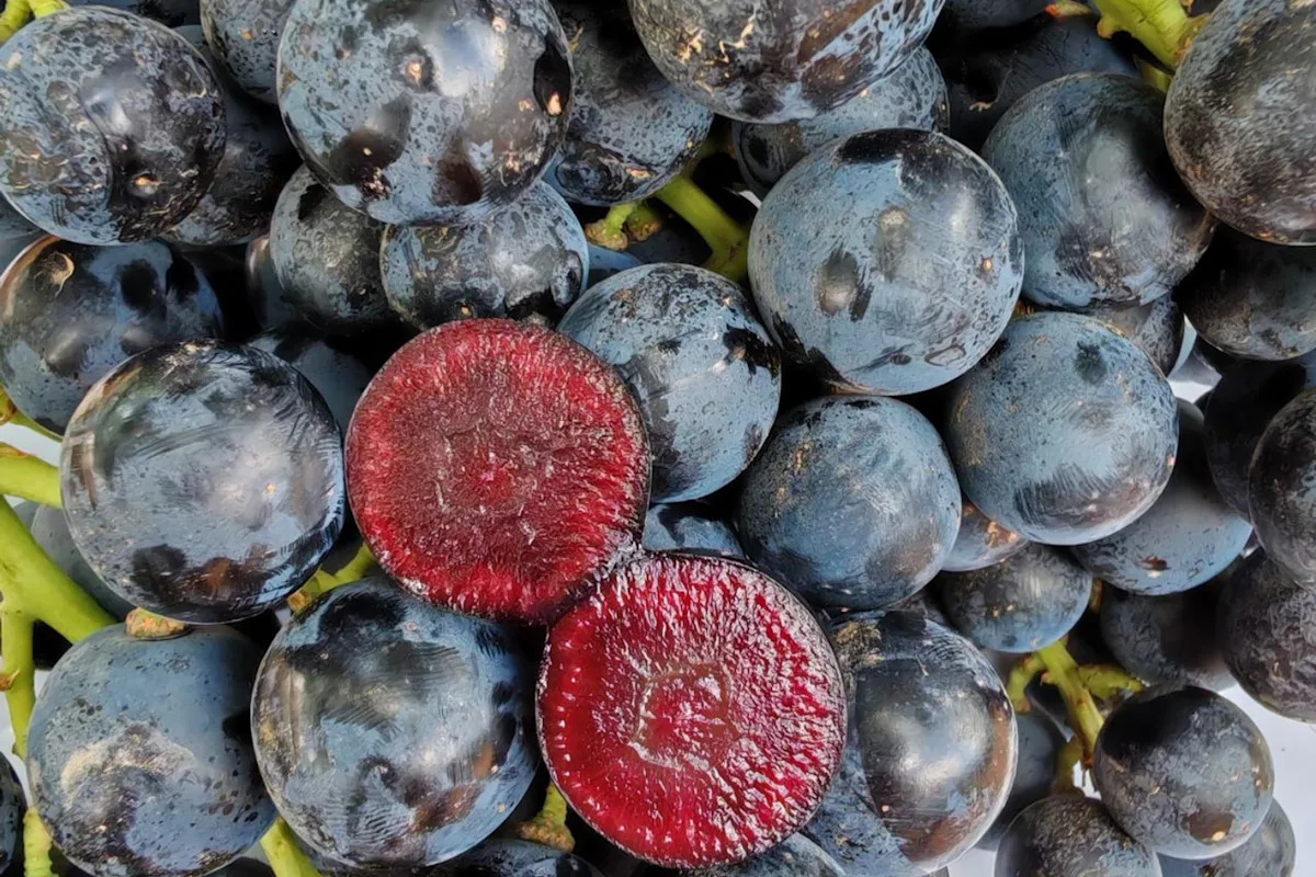 M&S’s model new ‘superfruit’ may enhance your intestine heath and immunity M&S’s model new ‘superfruit’ may enhance your intestine heath and immunity