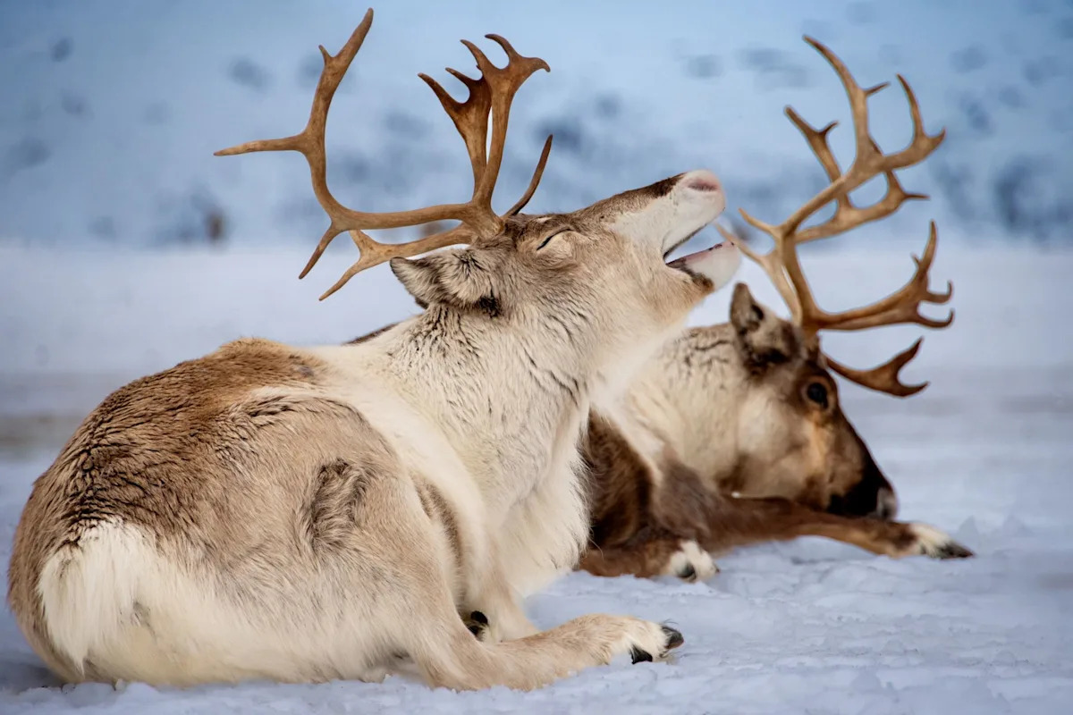 Scientists subject warning over disturbing phenomenon impacting reindeer — this is what’s occurring Scientists subject warning over disturbing phenomenon impacting reindeer — this is what’s occurring