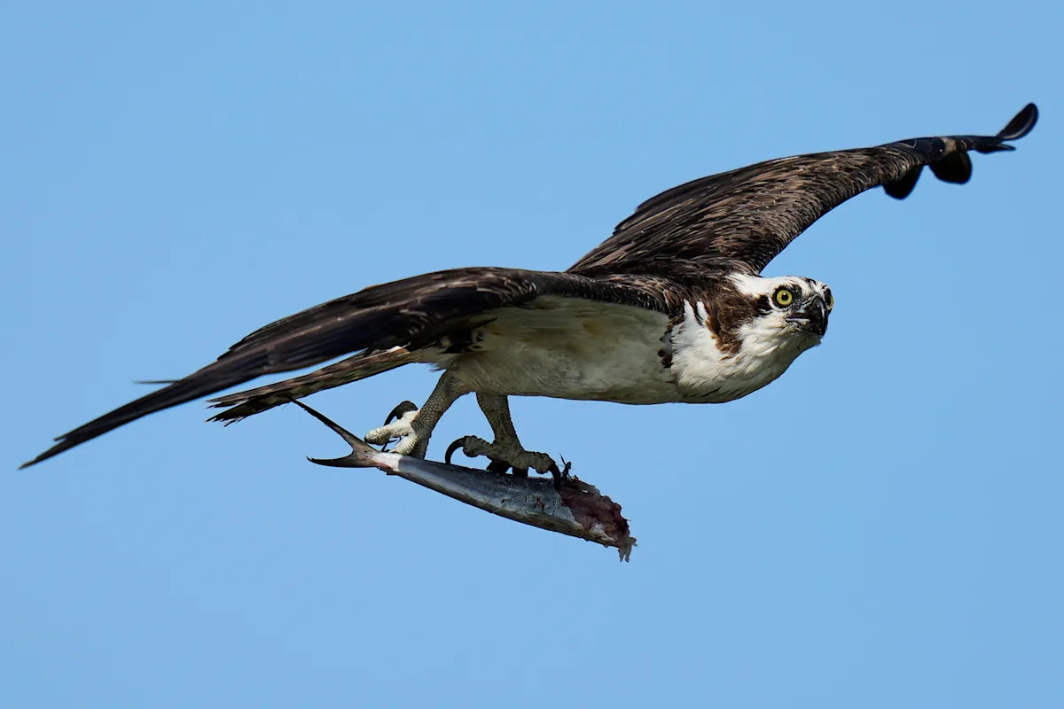 Osprey got here again from the brink as soon as. Now chicks are dying in nests, and a few blame overfishing Osprey got here again from the brink as soon as. Now chicks are dying in nests, and a few blame overfishing