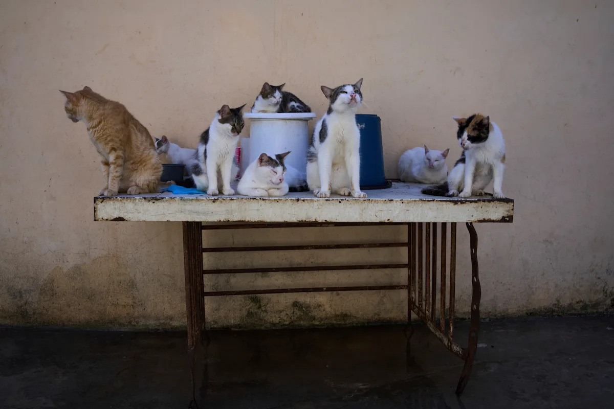 Cuban animal lovers wrestle to feed stray cats and canine as financial disaster bites Cuban animal lovers wrestle to feed stray cats and canine as financial disaster bites