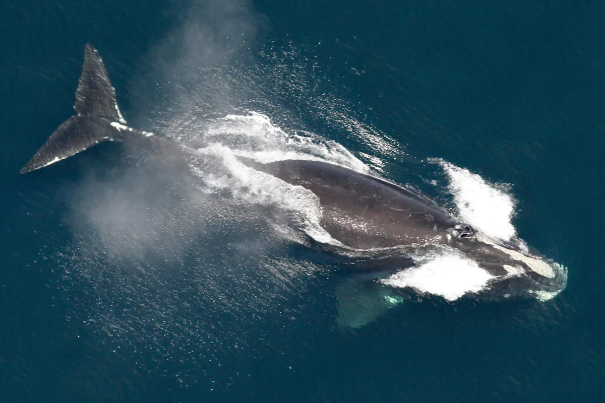 One of many world’s rarest whales that makes the Atlantic its house grows in inhabitants One of many world’s rarest whales that makes the Atlantic its house grows in inhabitants