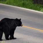 Safety digital camera captures terrifying second 82-year-old girl will get attacked by bear: ‘Horrific’ Safety digital camera captures terrifying second 82-year-old girl will get attacked by bear: ‘Horrific’