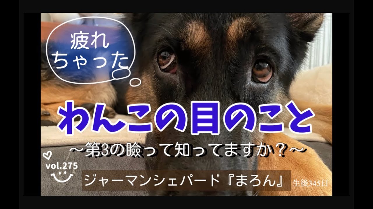 第三のまぶたの脱出 第三のまぶたの脱出