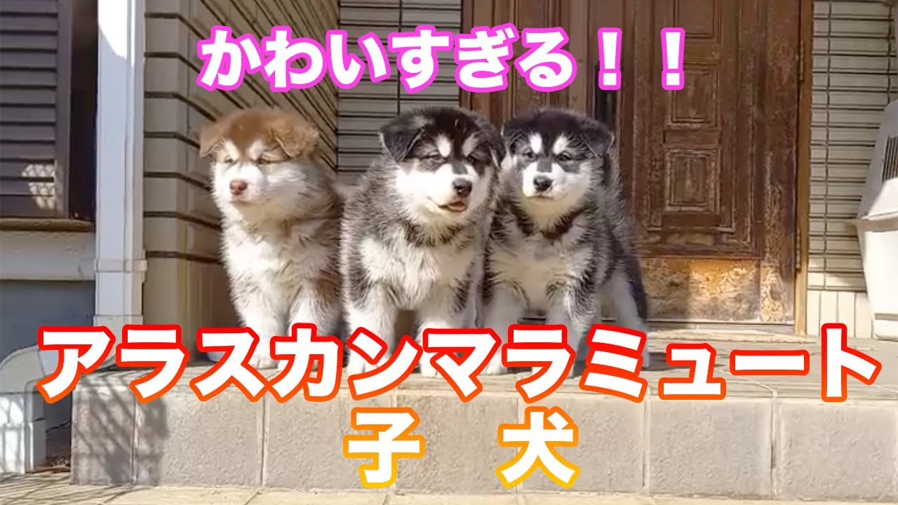 マラニョンの歴史 マラニョンの歴史