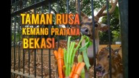 Keajaiban Alam Di Taman Rusa Kemang Pratama Keajaiban Alam Di Taman Rusa Kemang Pratama
