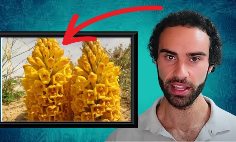 The Unknown Natural Test Booster No One Is Talking About The Unknown Natural Test Booster No One Is Talking About
