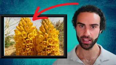 The Unknown Natural Test Booster No One Is Talking About The Unknown Natural Test Booster No One Is Talking About