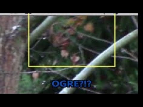 Bigfoot, Orbs & an Ogre (?) Filmed in Germany! WBR Golden Bigfoot, Orbs & an Ogre (?) Filmed in Germany! WBR Golden