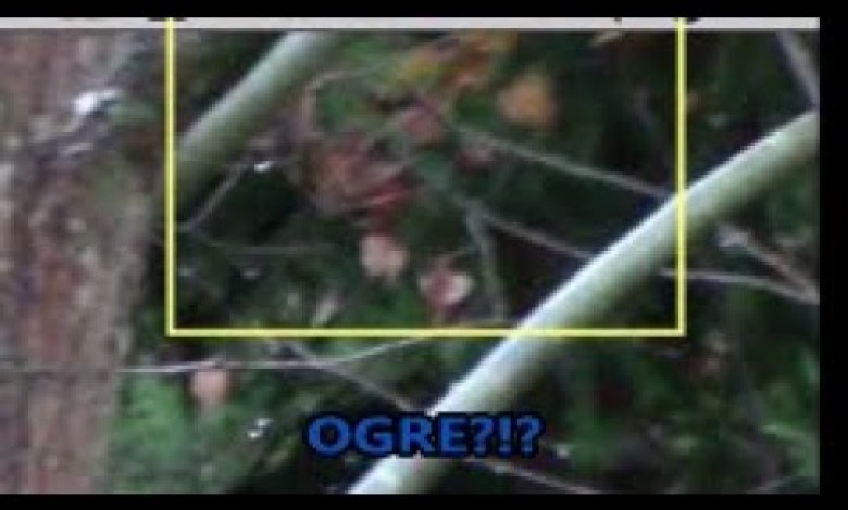 Bigfoot, Orbs & an Ogre (?) Filmed in Germany! WBR Golden Bigfoot, Orbs & an Ogre (?) Filmed in Germany! WBR Golden