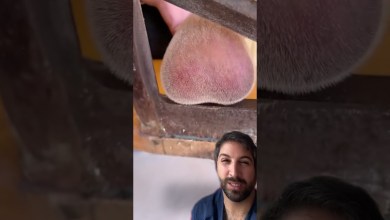 Que curiosa es la mente Que curiosa es la mente