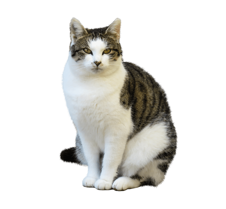 Evaluating IPTV Quality: Insights from Reddit Users Evaluating IPTV Quality: Insights from Reddit Users