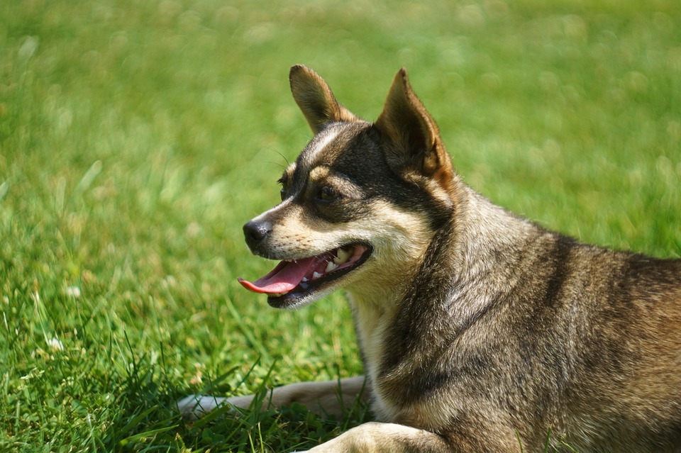 Smarters IPTV Pro APK Mod: Unlock Premium Features for Free Smarters IPTV Pro APK Mod: Unlock Premium Features for Free