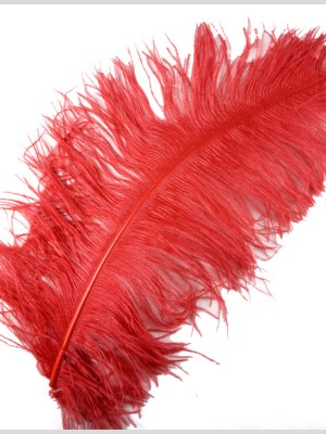 18″-21″ Red Ostrich Feather 18″-21″ Red Ostrich Feather