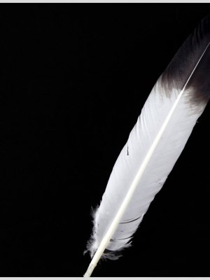 White/Black Turkey Feather White/Black Turkey Feather