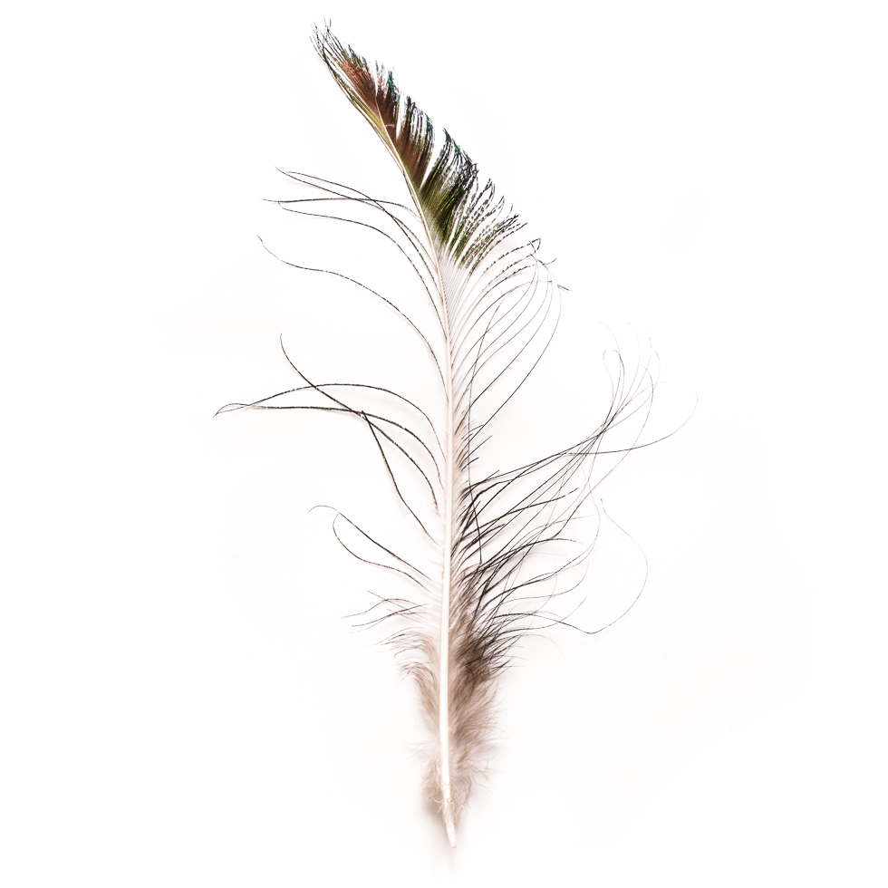Natural Peacock Sword Feather Natural Peacock Sword Feather
