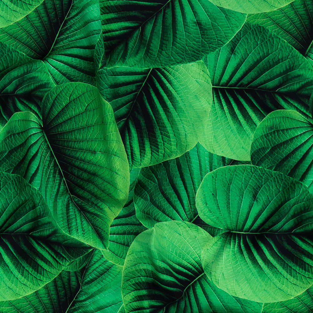 Compression Swimwear Tricot, UV Protective with Aloe Vera Microcapsules – Full Amazon Green Leaves – Caye Collection Compression Swimwear Tricot, UV Protective with Aloe Vera Microcapsules – Full Amazon Green Leaves – Caye Collection