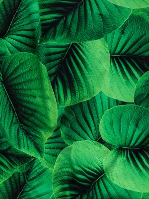 Compression Swimwear Tricot, UV Protective with Aloe Vera Microcapsules – Full Amazon Green Leaves – Caye Collection Compression Swimwear Tricot, UV Protective with Aloe Vera Microcapsules – Full Amazon Green Leaves – Caye Collection