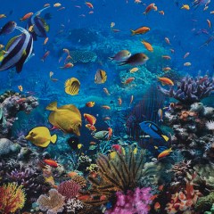 Organic Viscose Batiste – Marine Blue Coral Reef Border Print Organic Viscose Batiste – Marine Blue Coral Reef Border Print