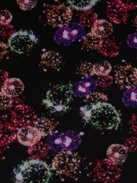 Italian Black Dandelion Printed Stretch Scuba Knit Italian Black Dandelion Printed Stretch Scuba Knit