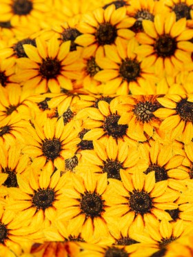 Stretch Cotton Sateen – Yellow and Brown Floral – Population Sunflowers Print – Mood Exclusive St. Tropez Collection Stretch Cotton Sateen – Yellow and Brown Floral – Population Sunflowers Print – Mood Exclusive St. Tropez Collection