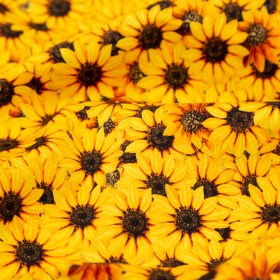 Stretch Cotton Sateen – Yellow and Brown Floral – Population Sunflowers Print – Mood Exclusive St. Tropez Collection Stretch Cotton Sateen – Yellow and Brown Floral – Population Sunflowers Print – Mood Exclusive St. Tropez Collection