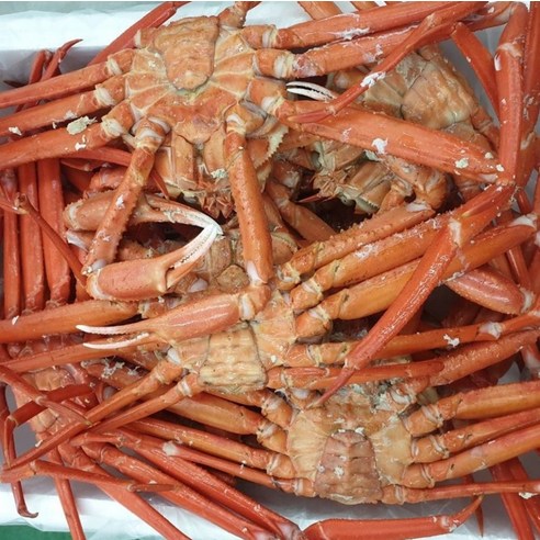 붉은대게 해산물 1.7kg 게 홍게 자숙 특품 1.7kg, 1개