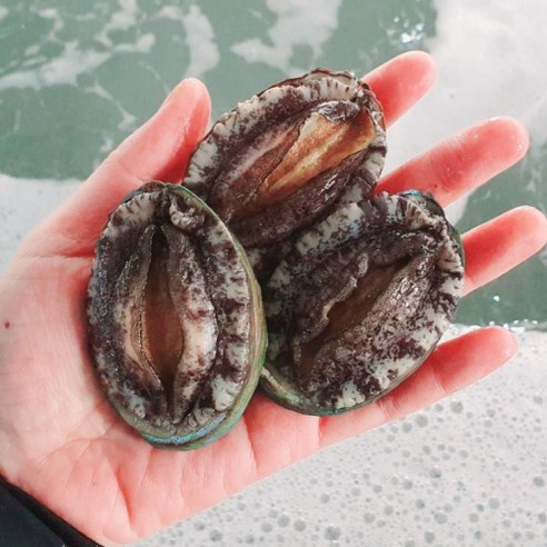 완도 활전복 (소 20-23미1kg) 직거래, (소) 20 ~ 23미 1kg 완도직송, 1개