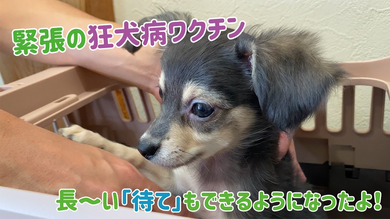 ブタンタン研究所抗狂犬病血清インサート ブタンタン研究所抗狂犬病血清インサート