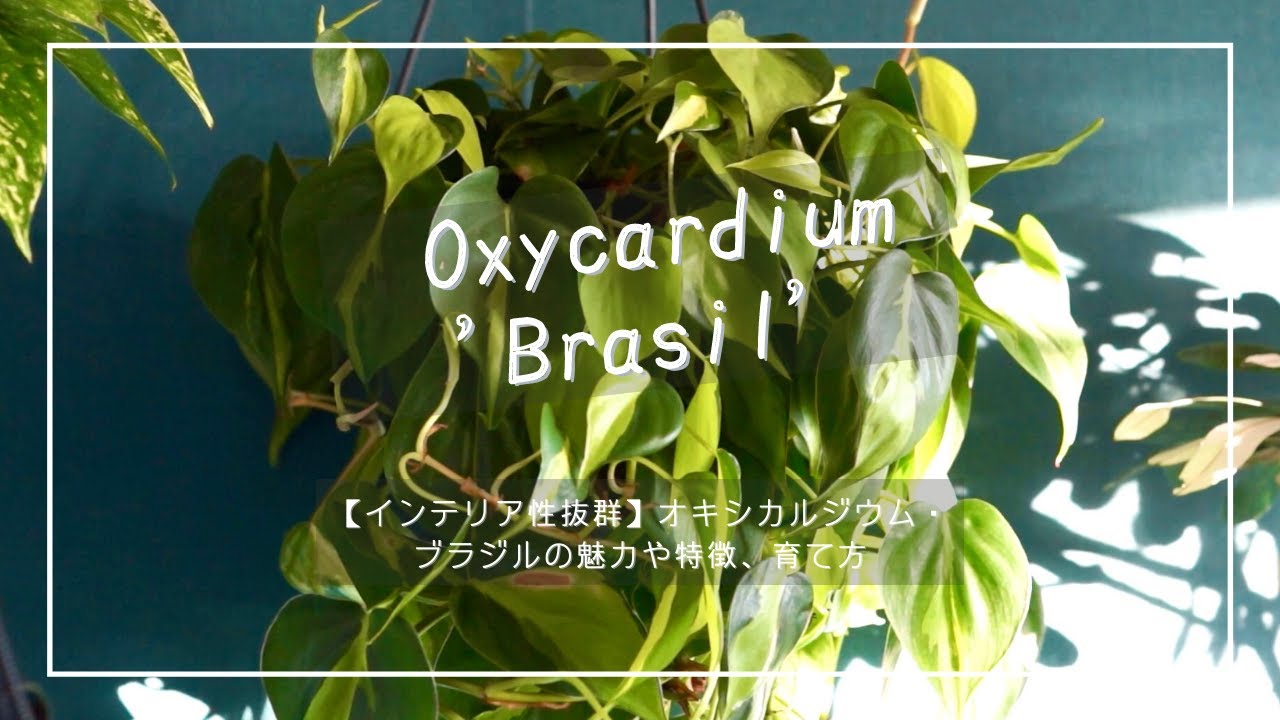 オキシデルムのリーフレット オキシデルムのリーフレット