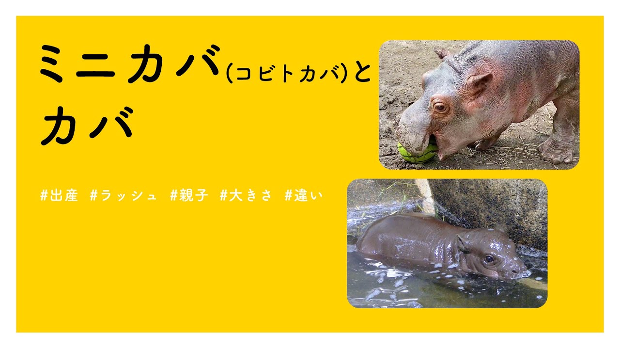 カバカバのリーフレット カバカバのリーフレット