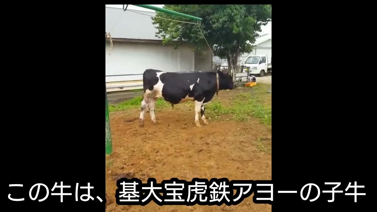 アンロディバルの雄牛 アンロディバルの雄牛