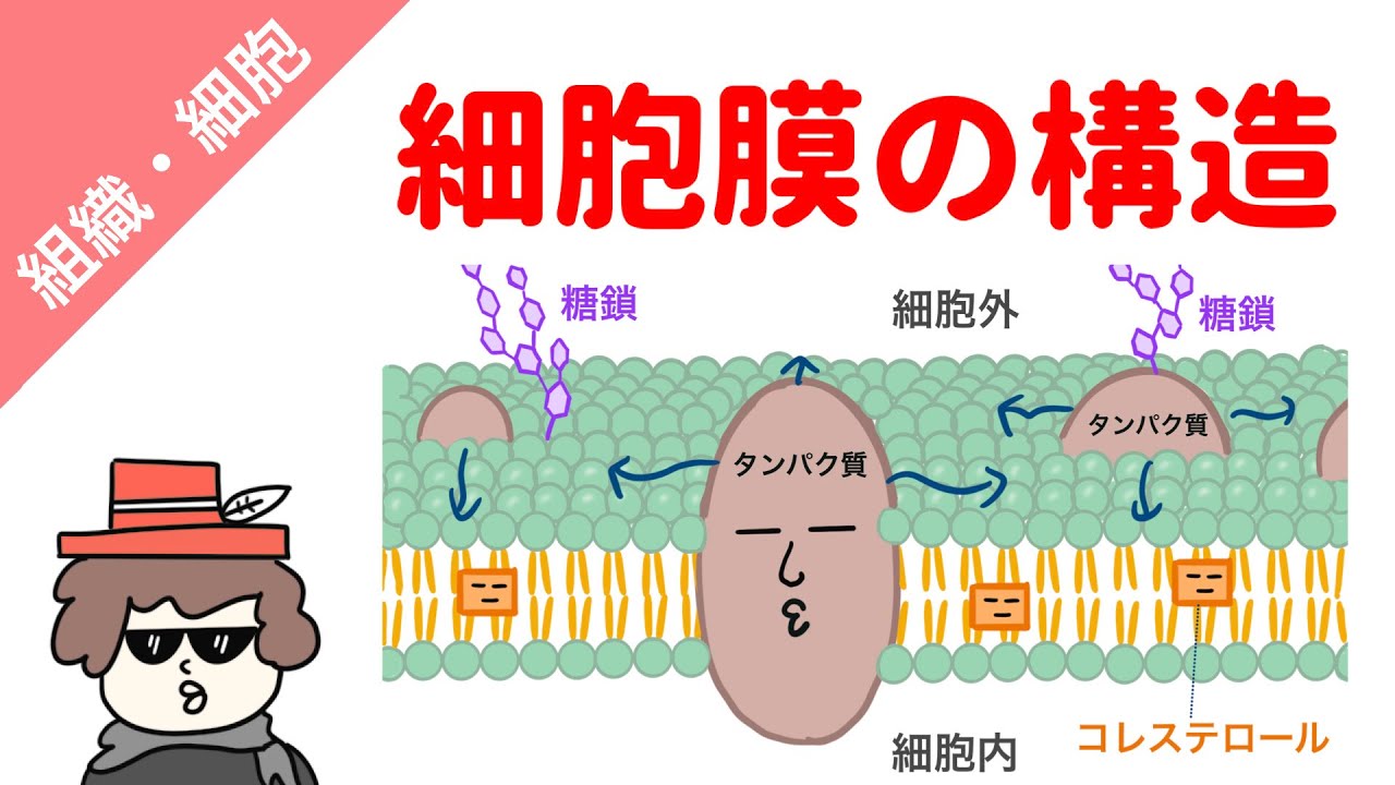 アセチルリーフレット アセチルリーフレット