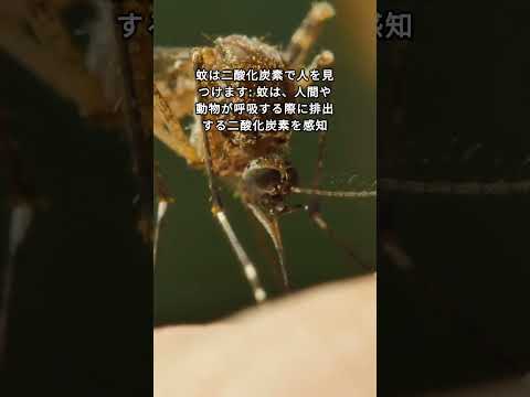 蚊: 世界で最も致命的な生物も、犠牲者を見つけるために赤外線を使用します 蚊: 世界で最も致命的な生物も、犠牲者を見つけるために赤外線を使用します