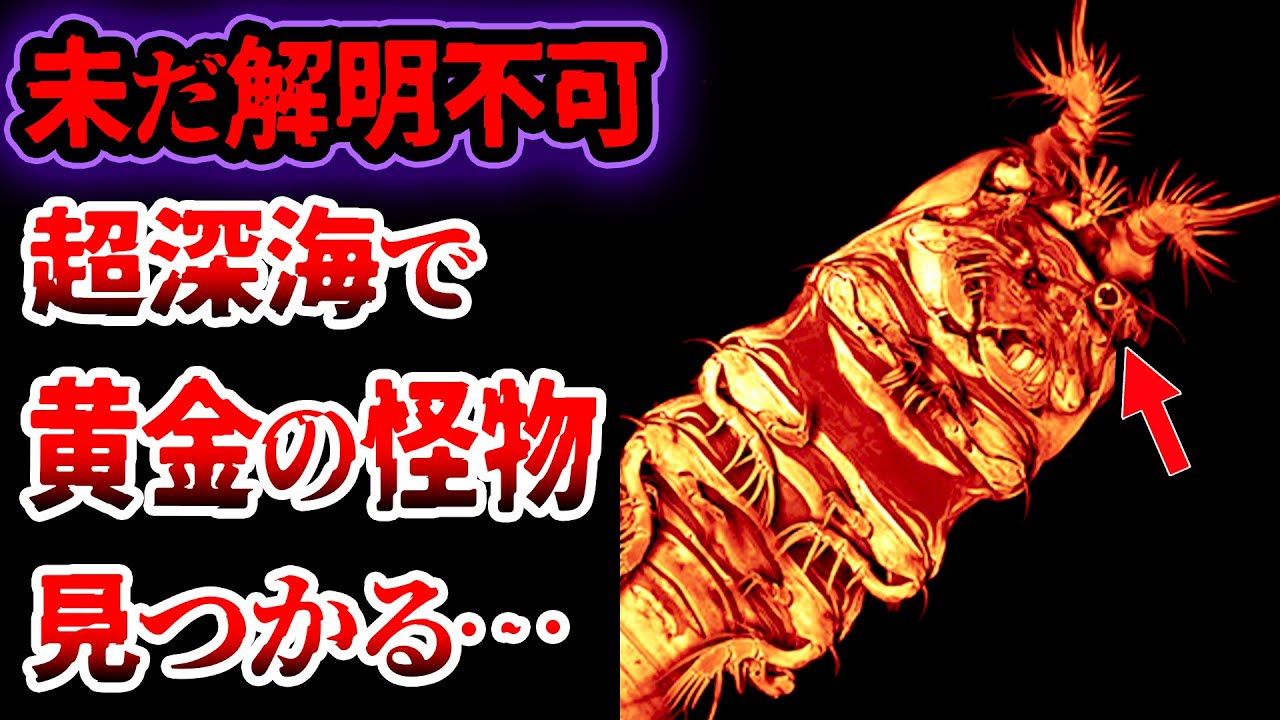 カリフォルニア州サンディエゴビーチで深海の「怪物」発見 カリフォルニア州サンディエゴビーチで深海の「怪物」発見