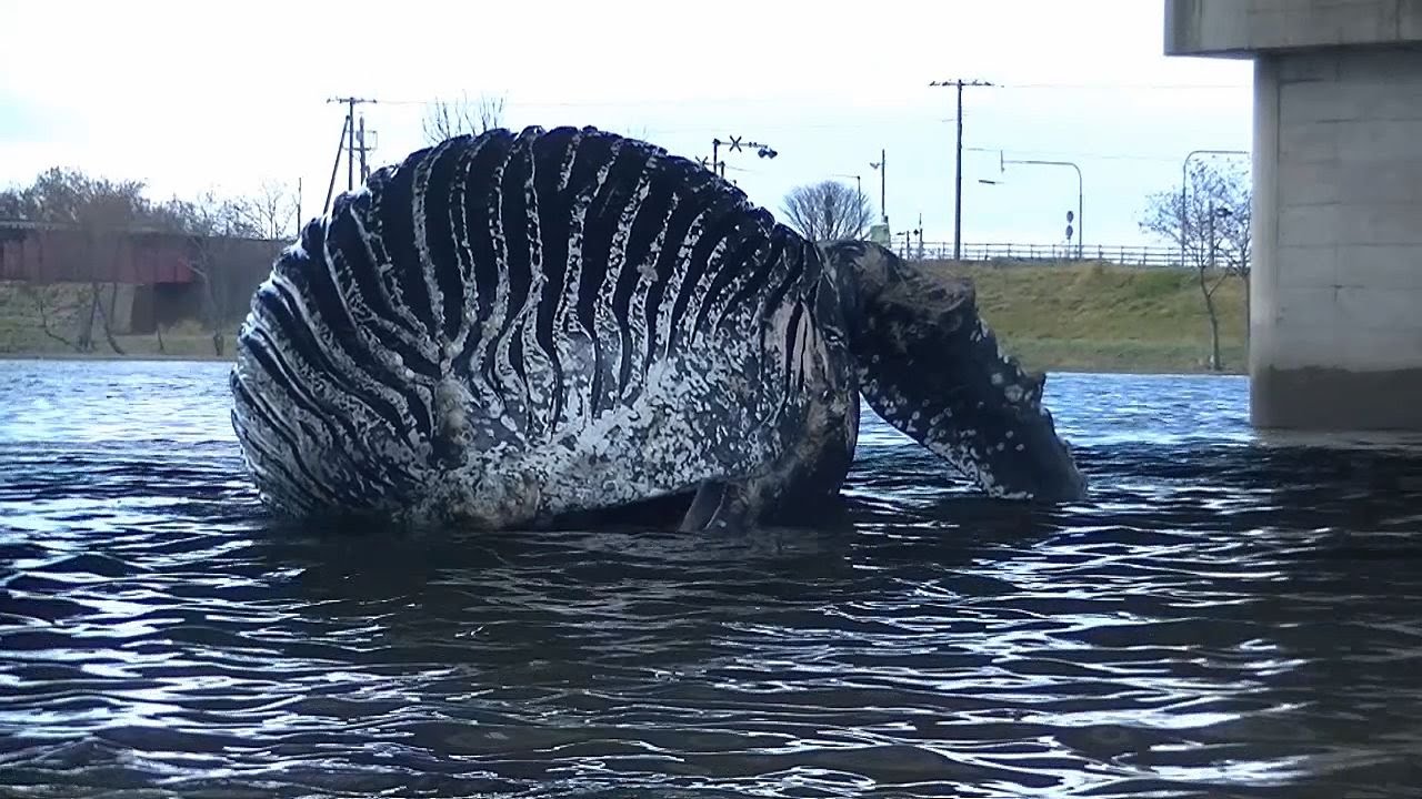 世界で最も謎に満ちたクジラ類のひとつ:ゴンドウクジラ 世界で最も謎に満ちたクジラ類のひとつ:ゴンドウクジラ