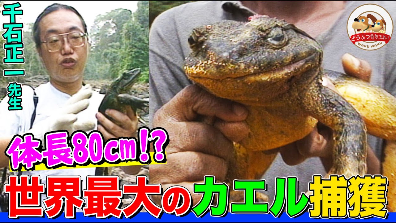 さよならトアジラ:世界最大のカエルが犠牲に さよならトアジラ:世界最大のカエルが犠牲に