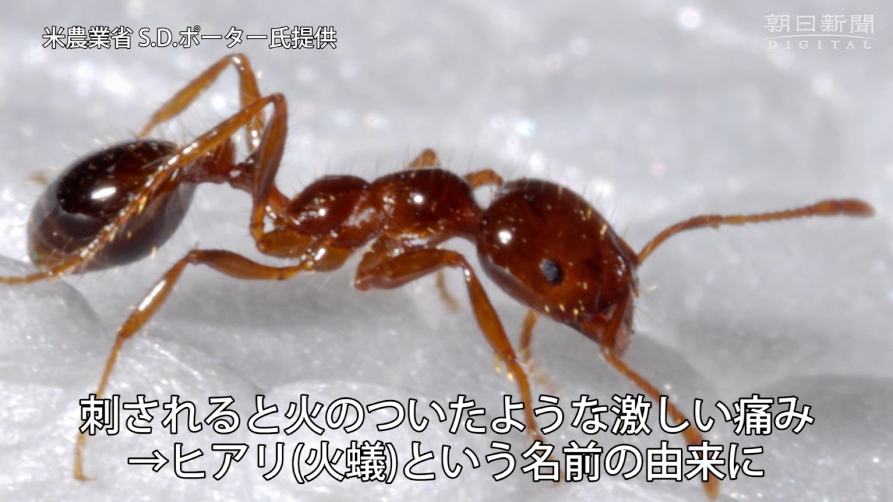 彼らはアリがどれほど強いかを調べるために恐ろしい実験を実行します 彼らはアリがどれほど強いかを調べるために恐ろしい実験を実行します