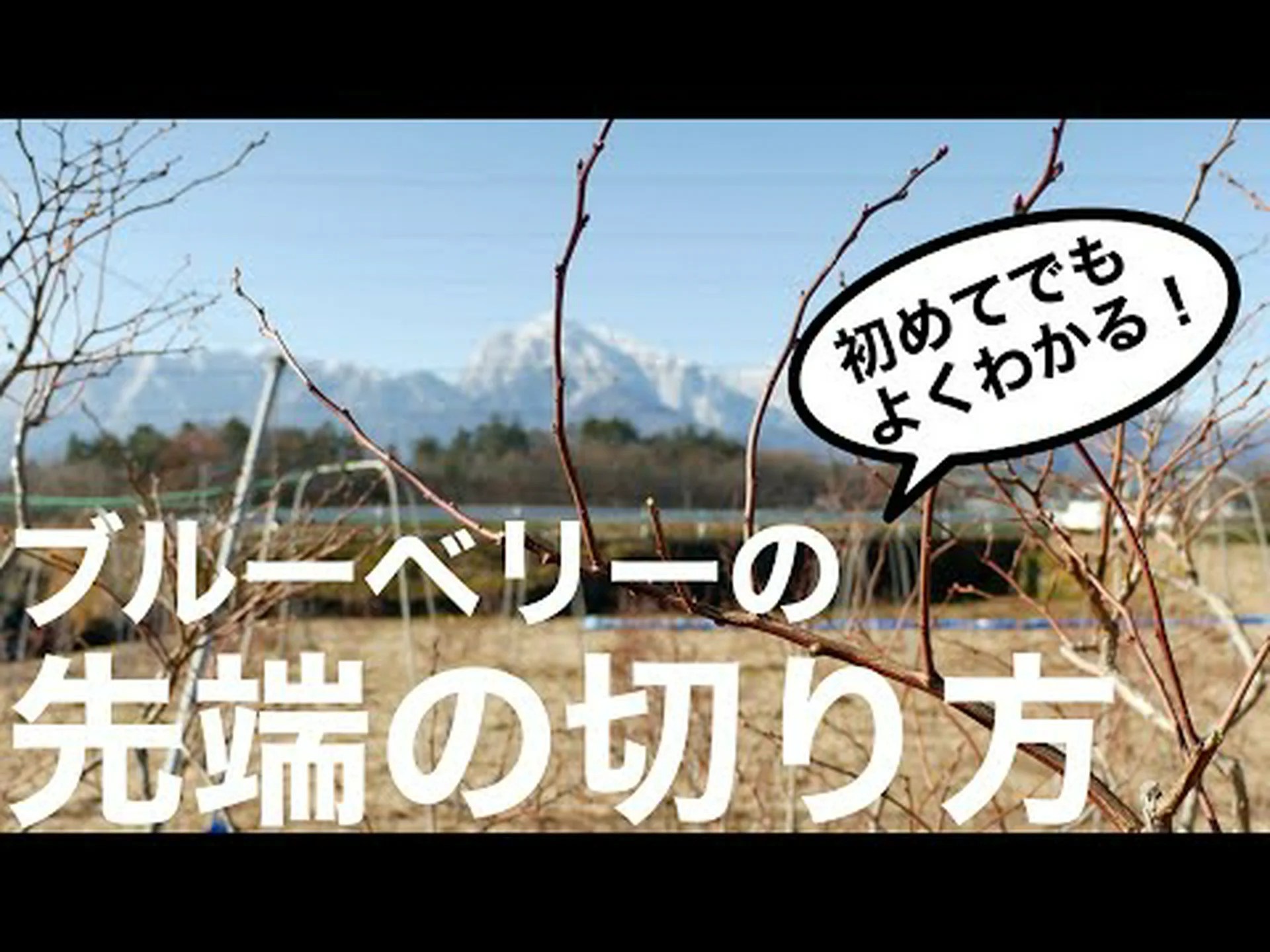 ブルーベリーの切り方:こうやって作る ブルーベリーの切り方:こうやって作る