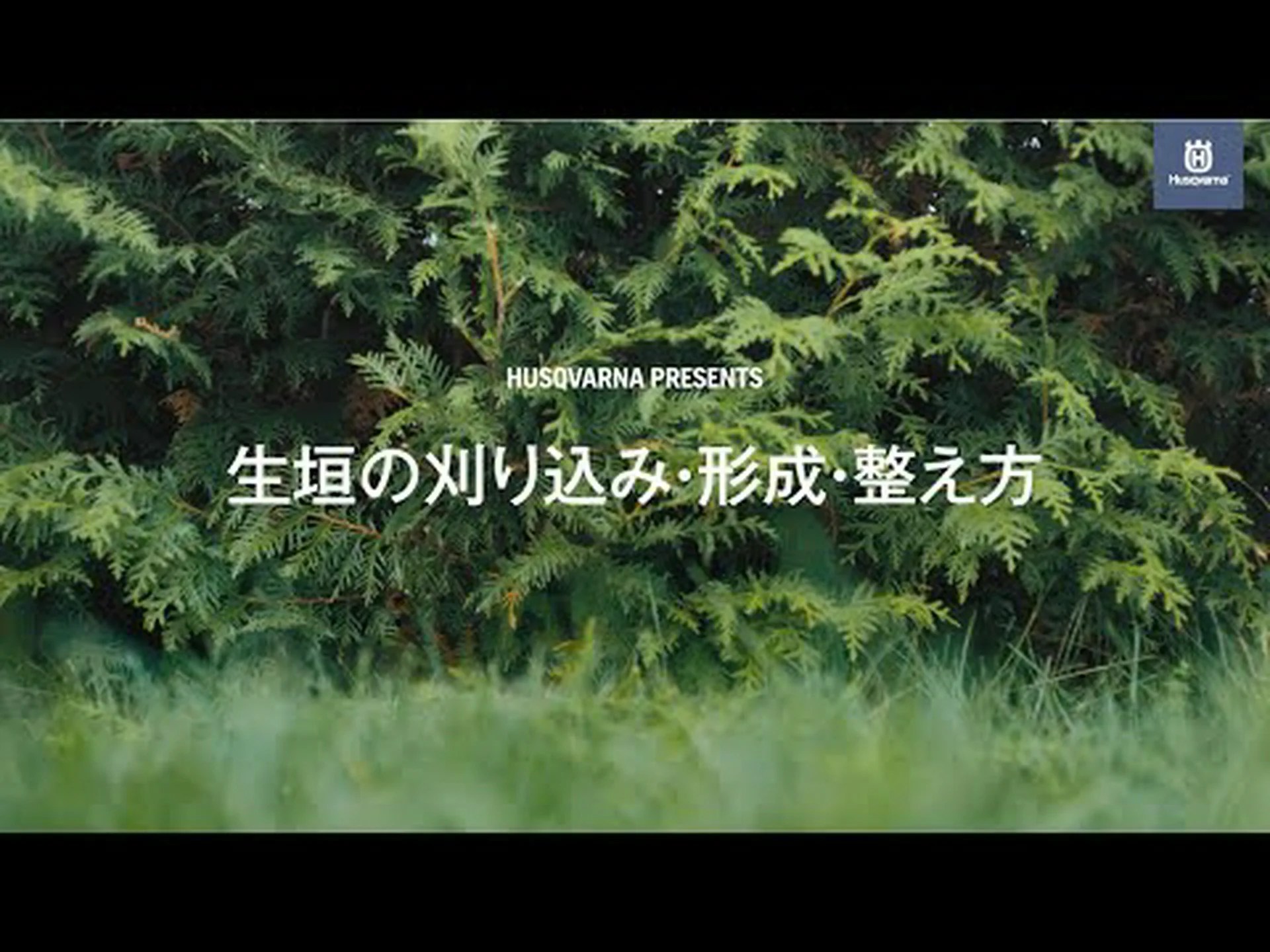 ブナの生垣を正しくトリミングする方法は次のとおりです ブナの生垣を正しくトリミングする方法は次のとおりです