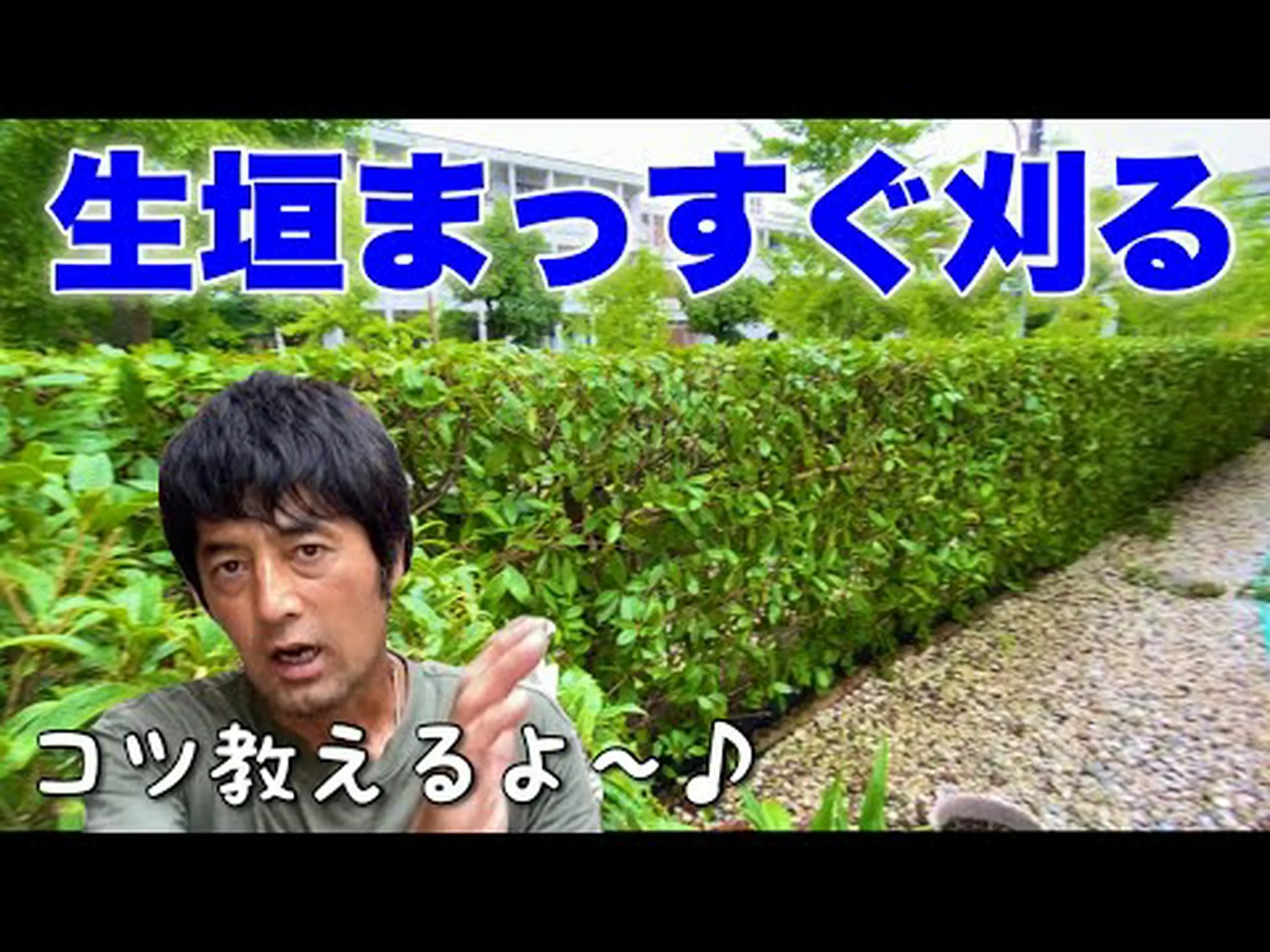 生垣を切る: 最も重要なヒントについて知っておくべきこと! 生垣を切る: 最も重要なヒントについて知っておくべきこと!