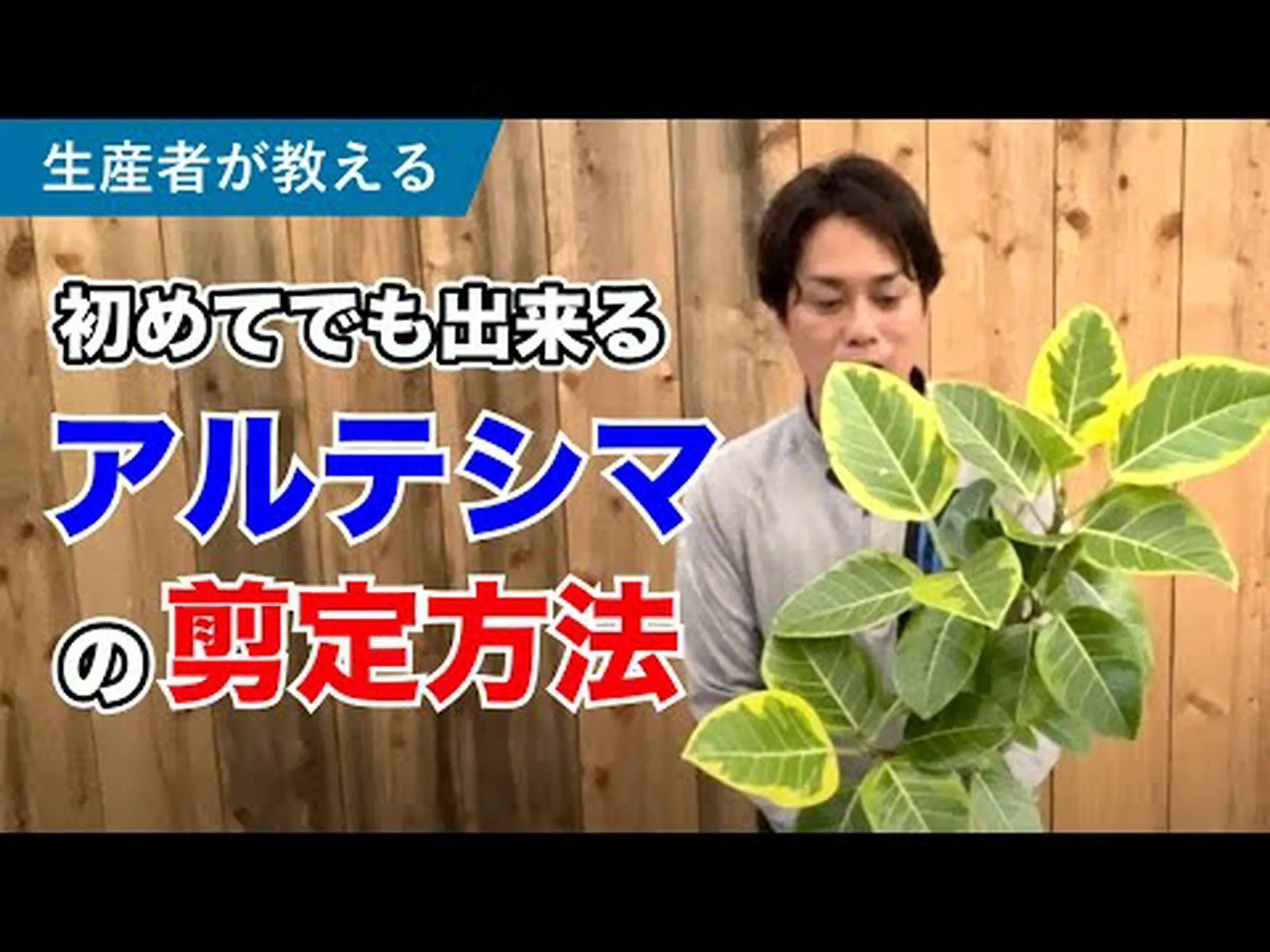 ゴムの木の伐採: これは考慮する必要があることです ゴムの木の伐採: これは考慮する必要があることです